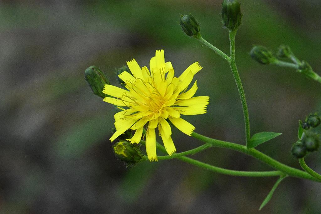 2025-08300270 Broad Meadow Brook, MA.JPG - Canada Hawkweed. Broad Meadow Brook WIldlife Sanctuary, MA, 8-30-2025